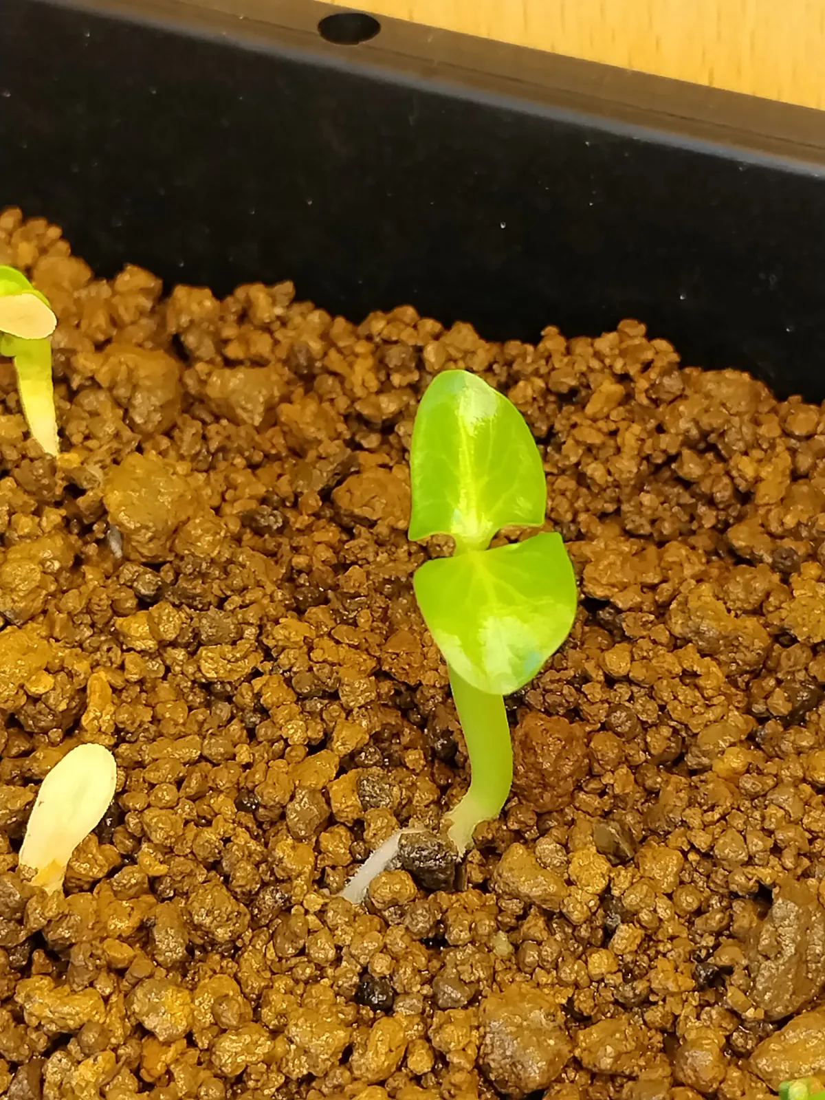 Pachypodium lamerei var. ramosum (パキポディウム ラモサム)