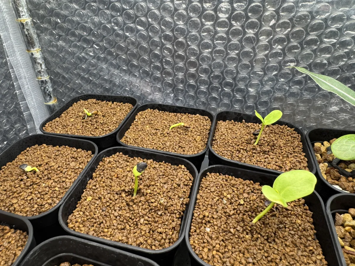 Bolusanthus speciosus (ボルサンサス スペシオサス)