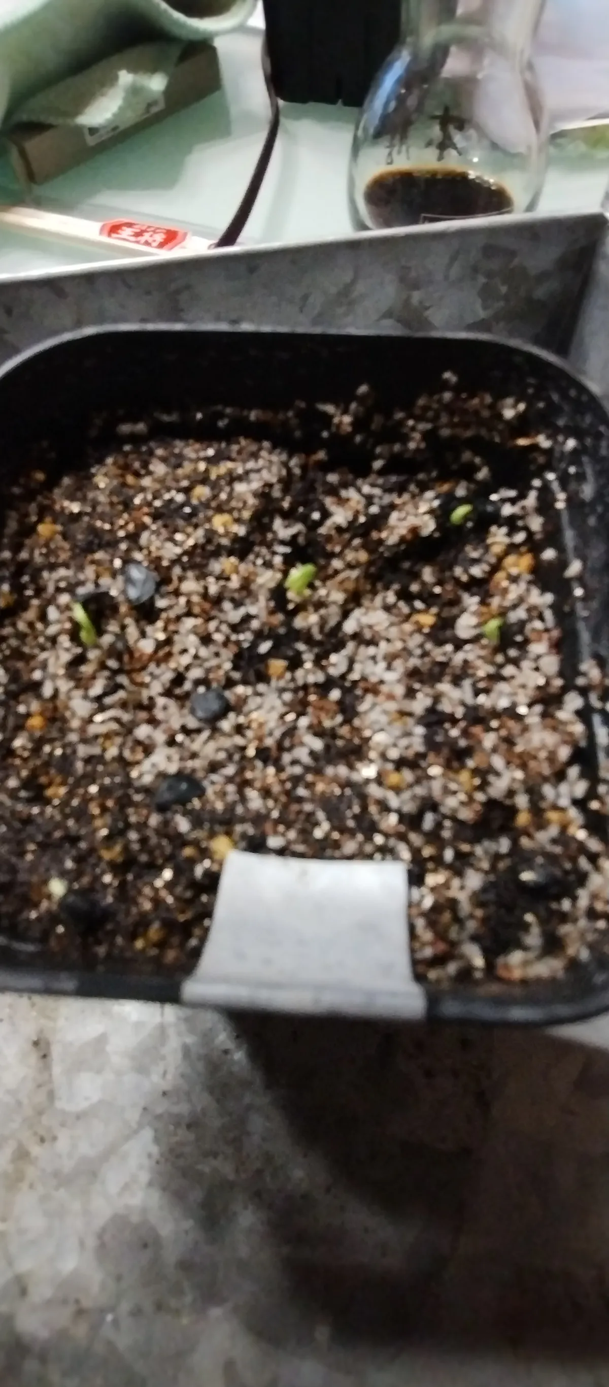 Agave Agave mckelveyana mckelveyana x utahensis F22 (アガベ マッケルベヤナxユタエンシス F22)