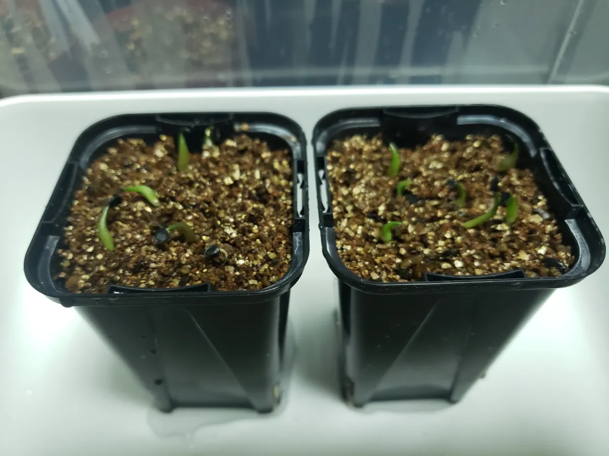 Agave oteroi (アガベ オテロイ)