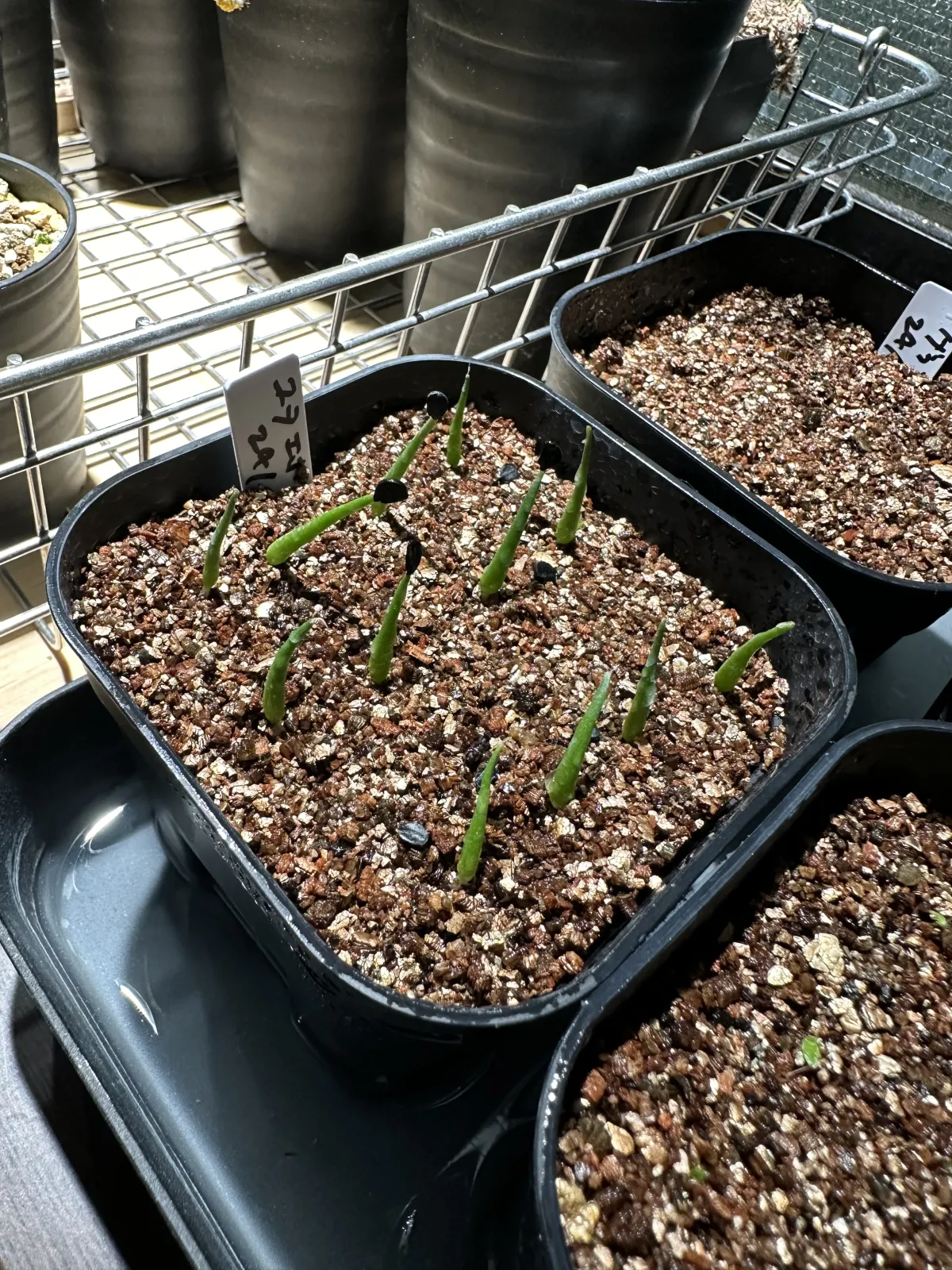 Agave utahensis var. eborispina 'Hayford' (アガベ エボリスピナ ヘイフォード)