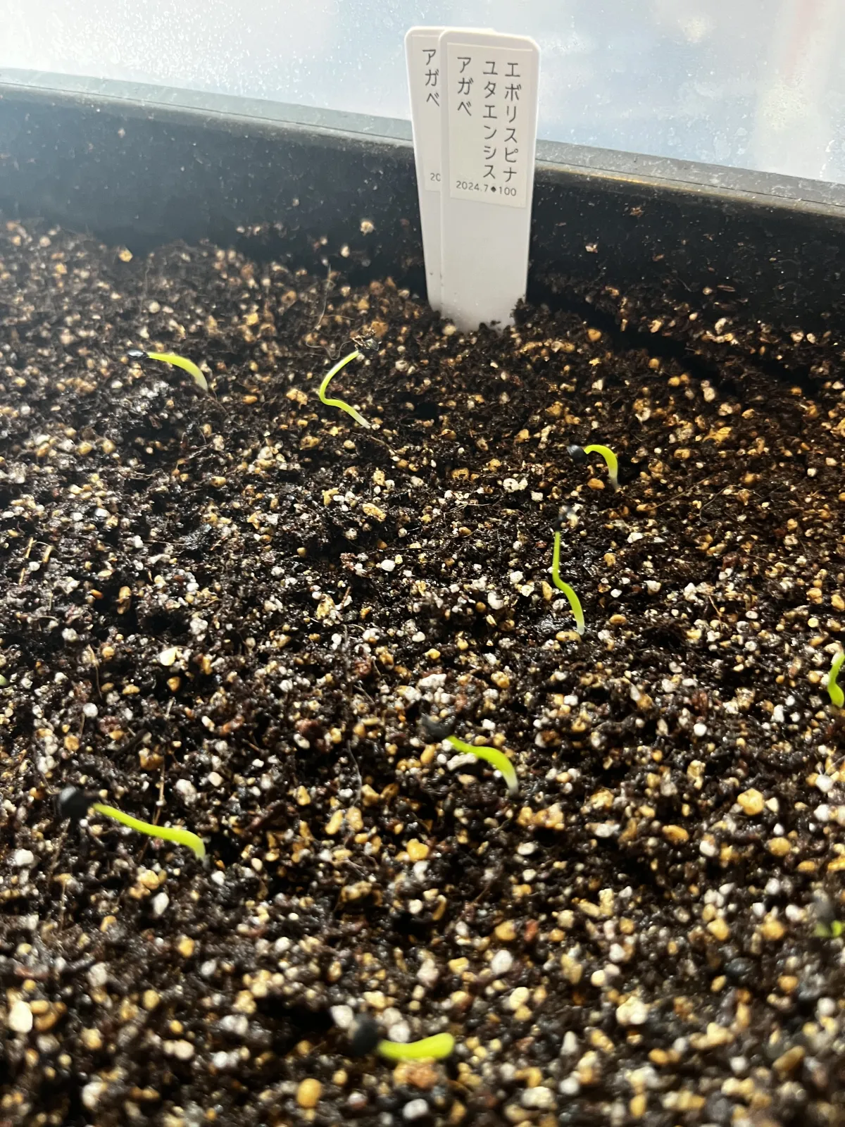 Agave utahensis var. eborispina (アガベ エボリスピナ)