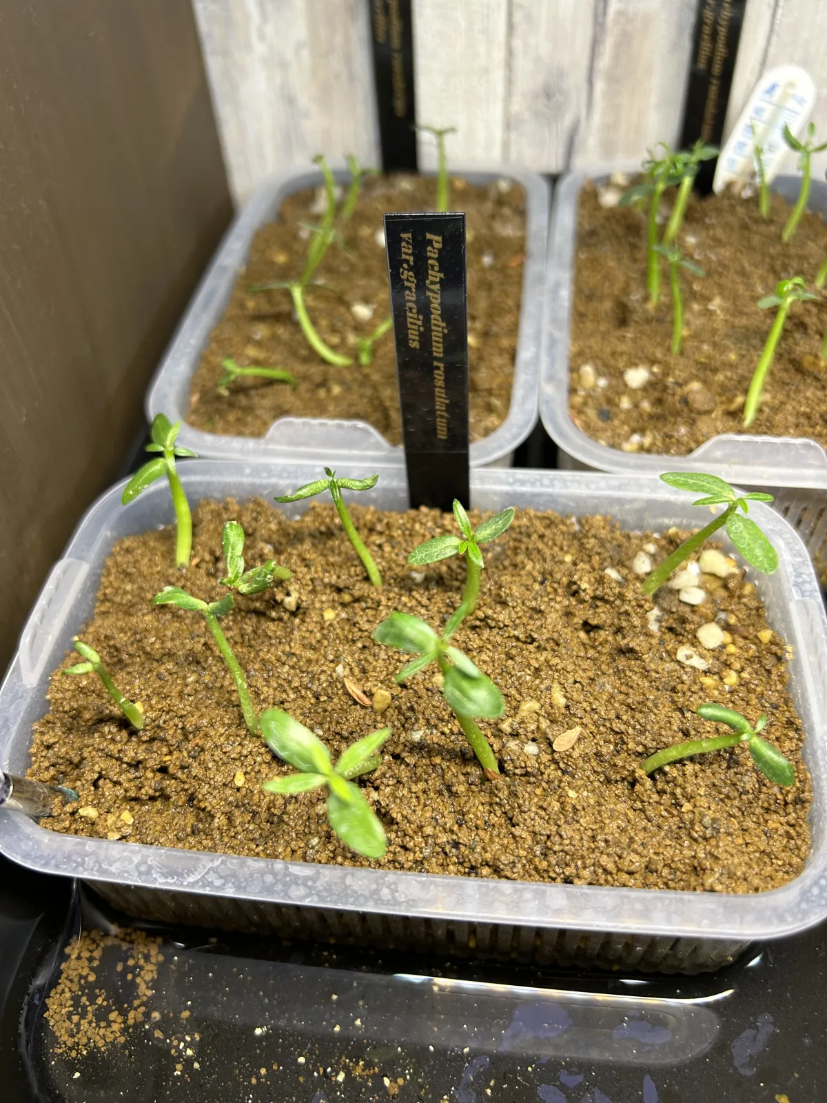 Pachypodium rosulatum var. gracilius (パキポディウム グラキリス)