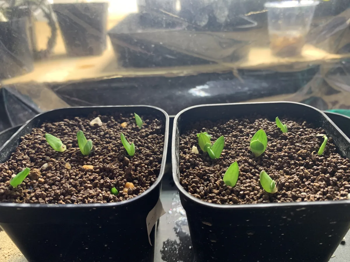 Aloe broomii var. tarkaensis (アロエ ブルーミータルカエンシス)