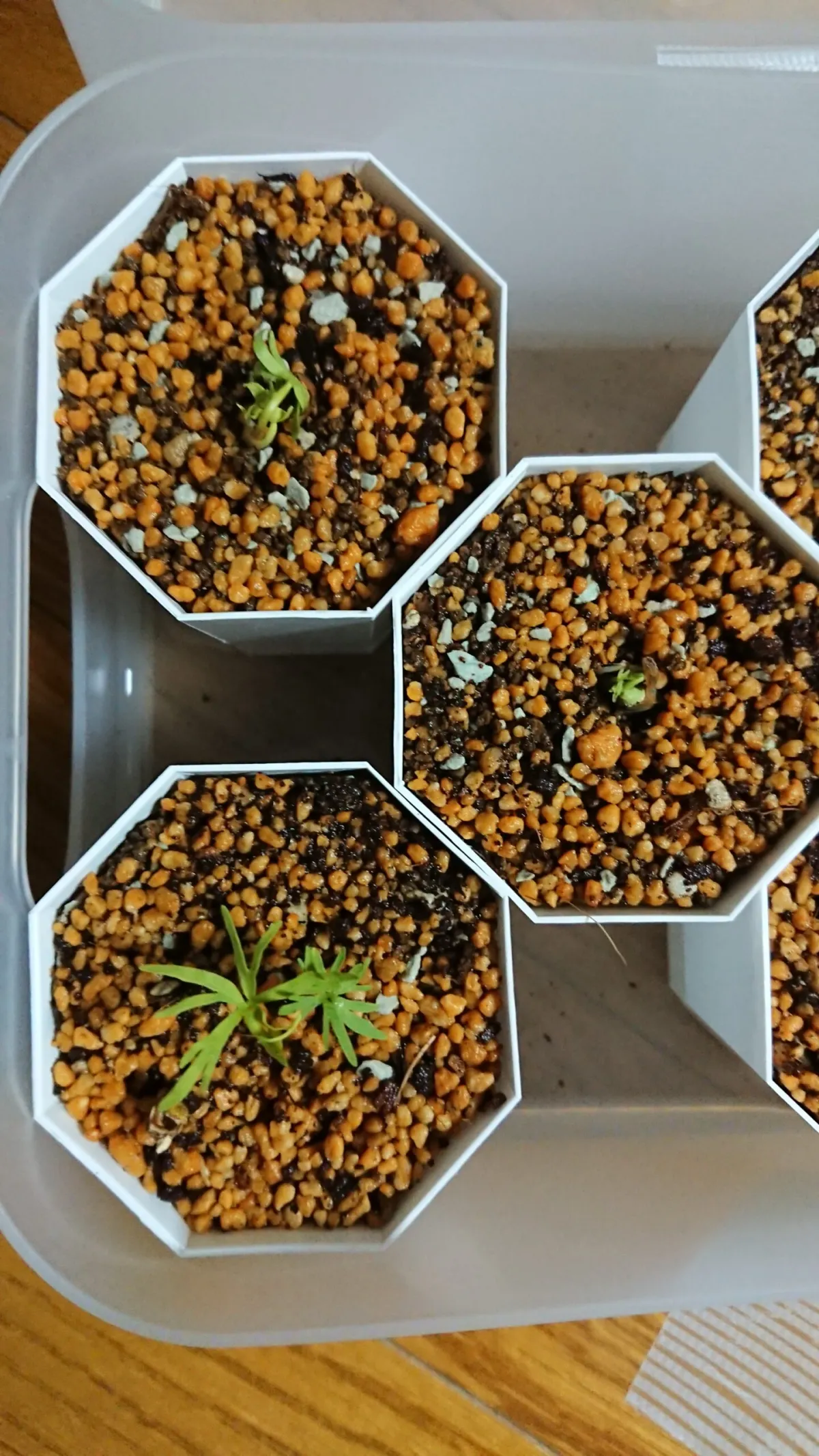 Bursera fagaroides (ブルセラ ファガロイデス)