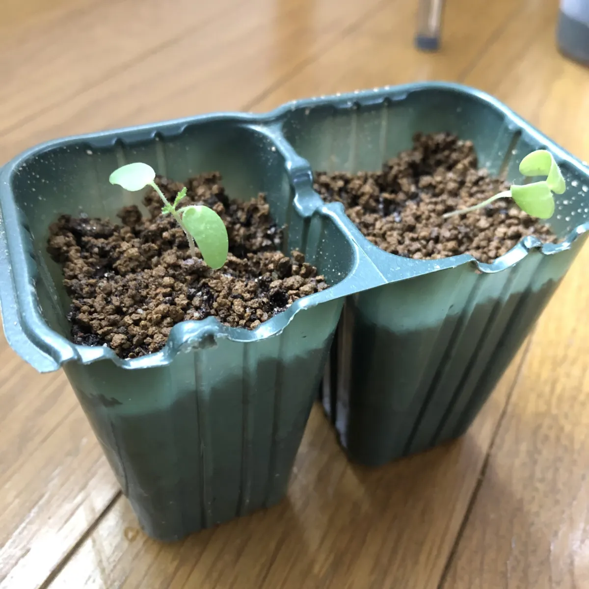 Pachycormus discolor (パキコルムス ディスカラー)