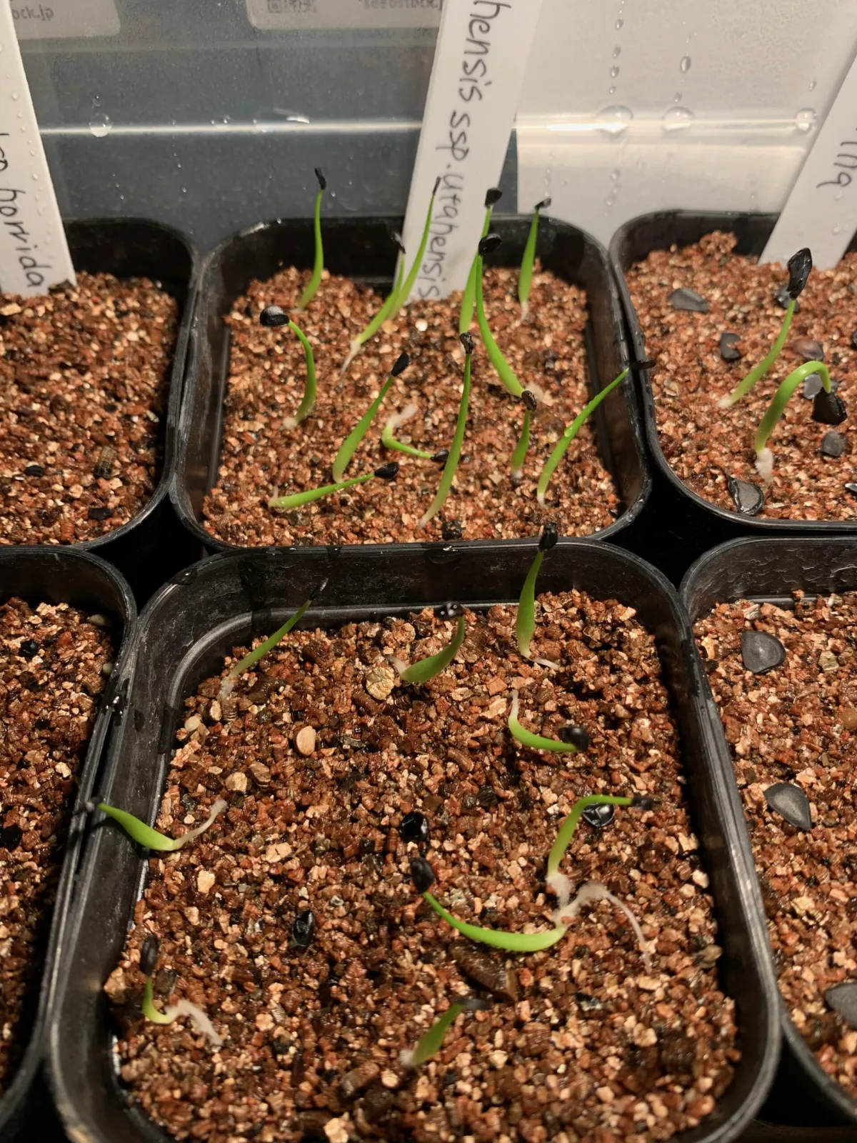 Agave utahensis ssp. utahensis (アガベ ユタエンシス)