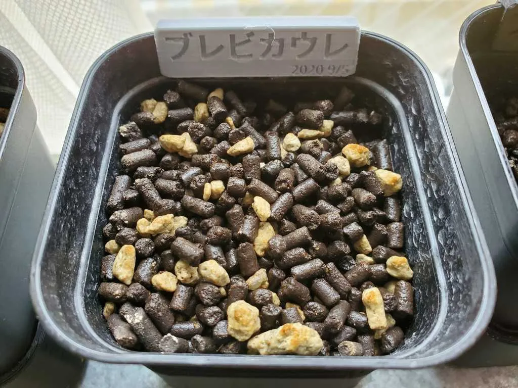 パキポディウム ブレビカウレ（モニター種子）