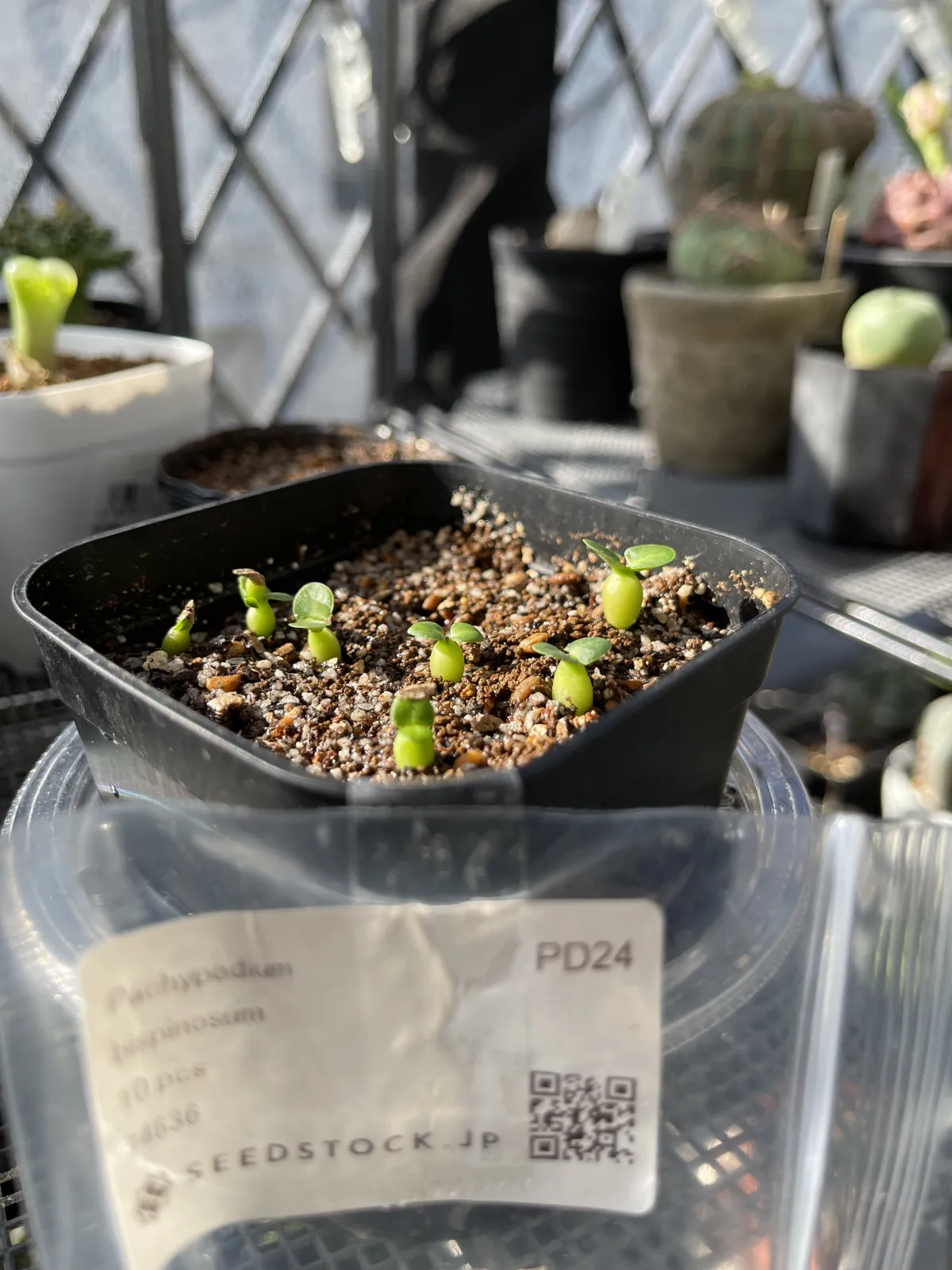 Pachypodium bispinosum (パキポディウム ビスピノーサム)