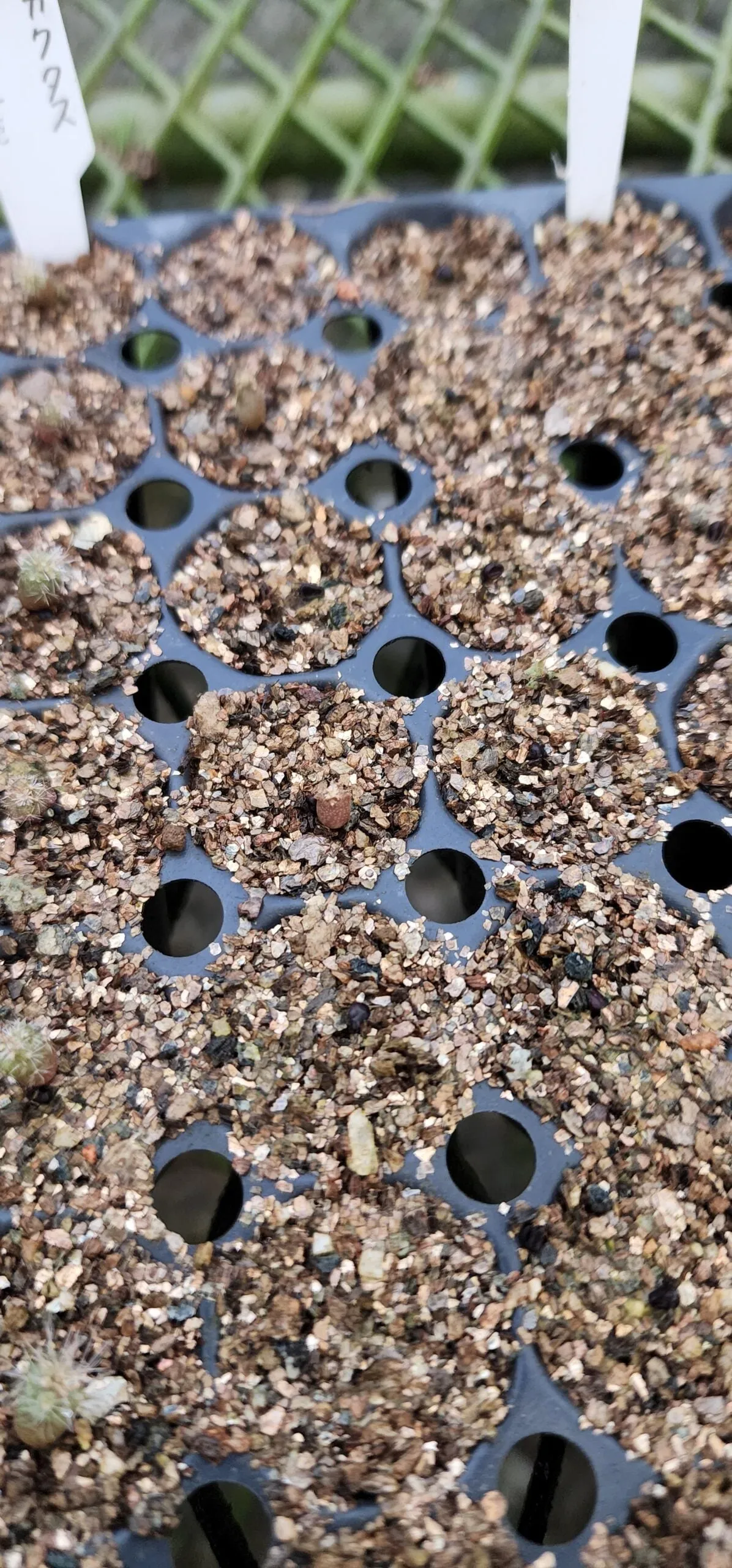 Astrophytum capricorne (アストロフィツム カプリコーン)