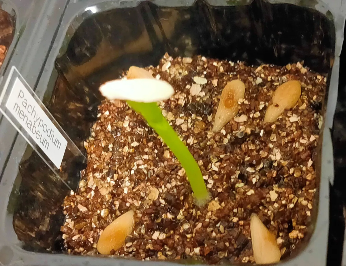 Pachypodium menabeum (パキポディウム メナベウム)