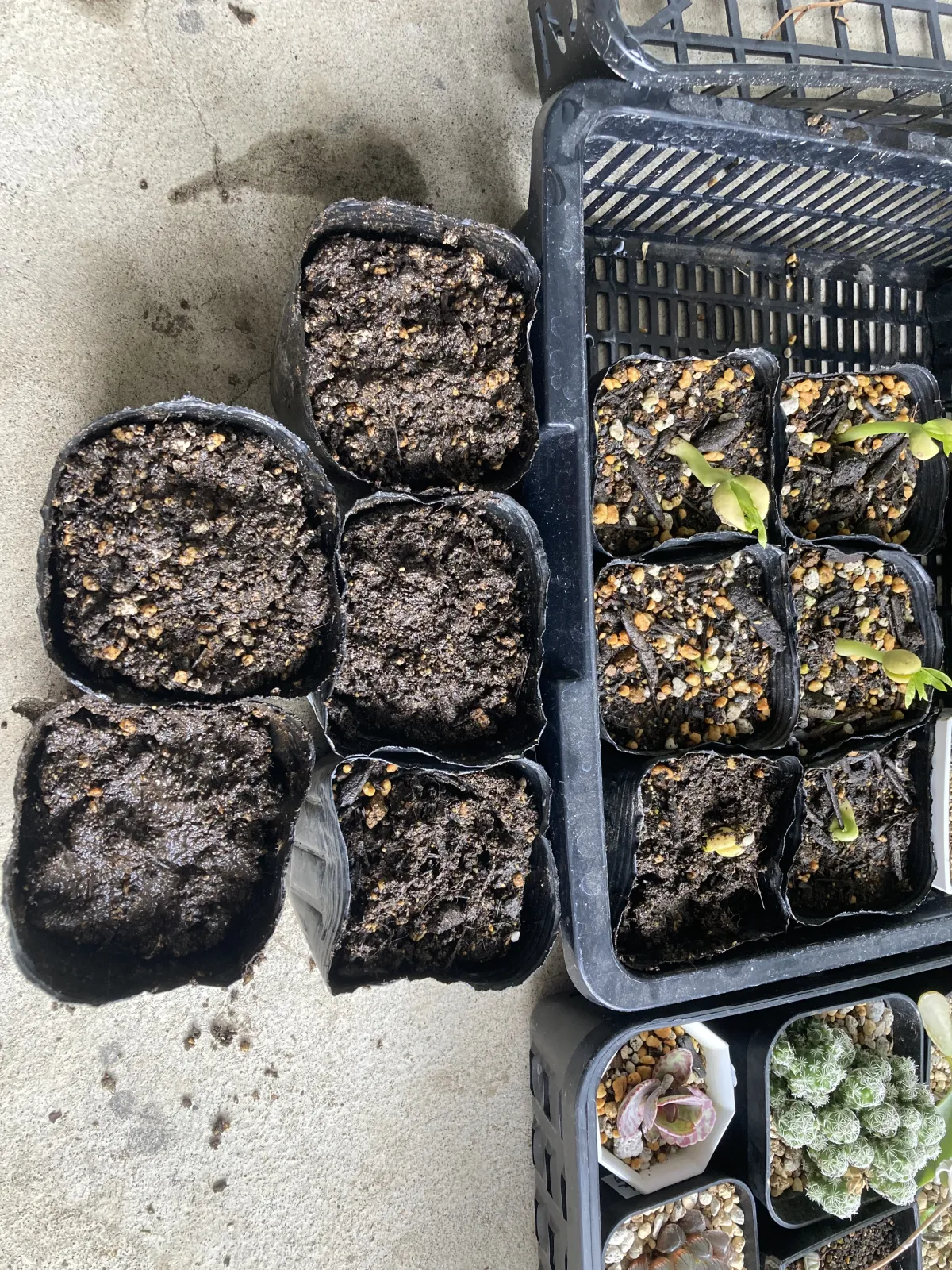 Moringa stenopetala (モリンガ ステノペタラ)