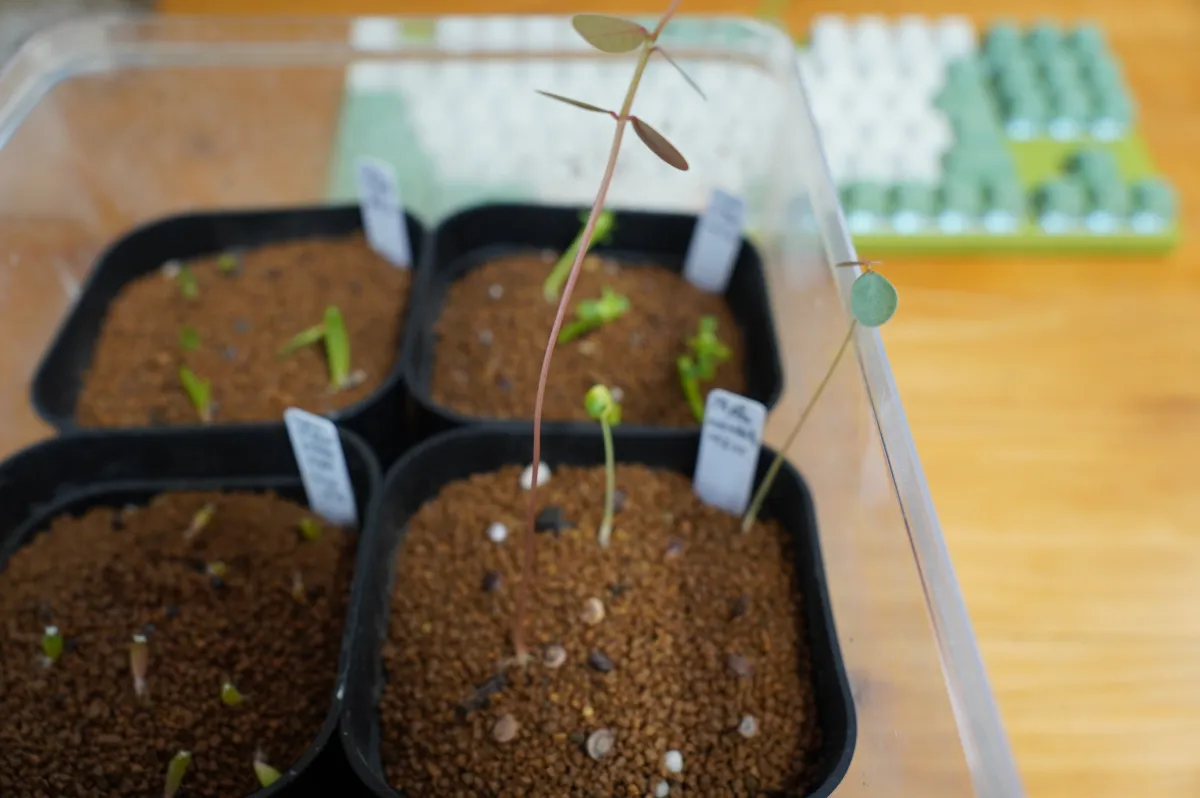 Phyllanthus mirabilis (フィランサス ミラビリス)