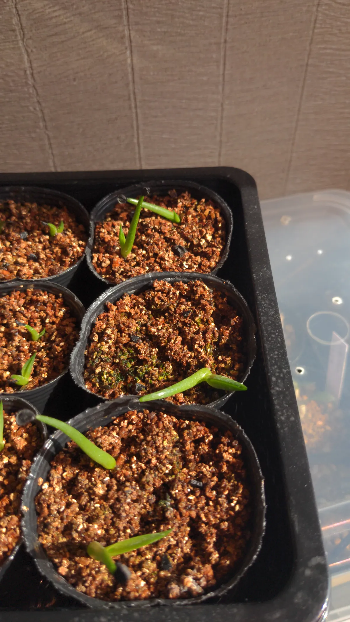 Agave pintilla (アガベ ピンティラ)