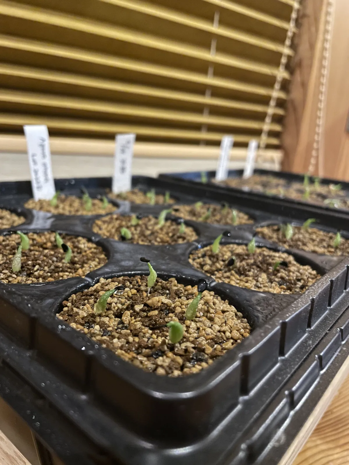 Agave oteroi (アガベ オテロイ)