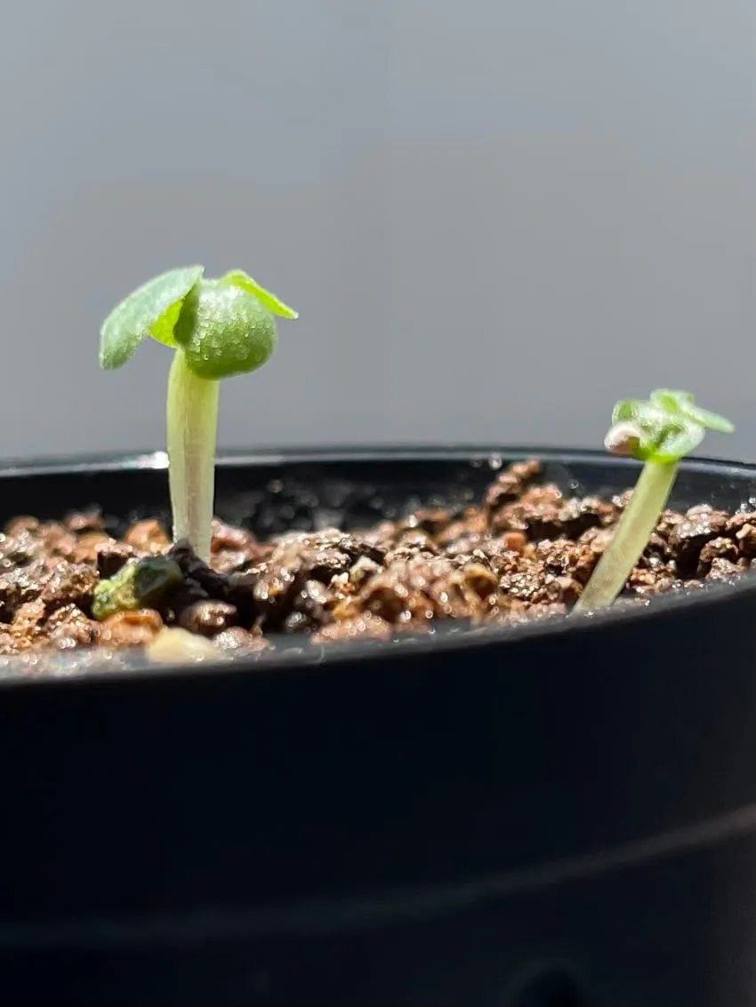 Dorstenia hildebrandtii (ドルステニア ヒルデブランドティー)