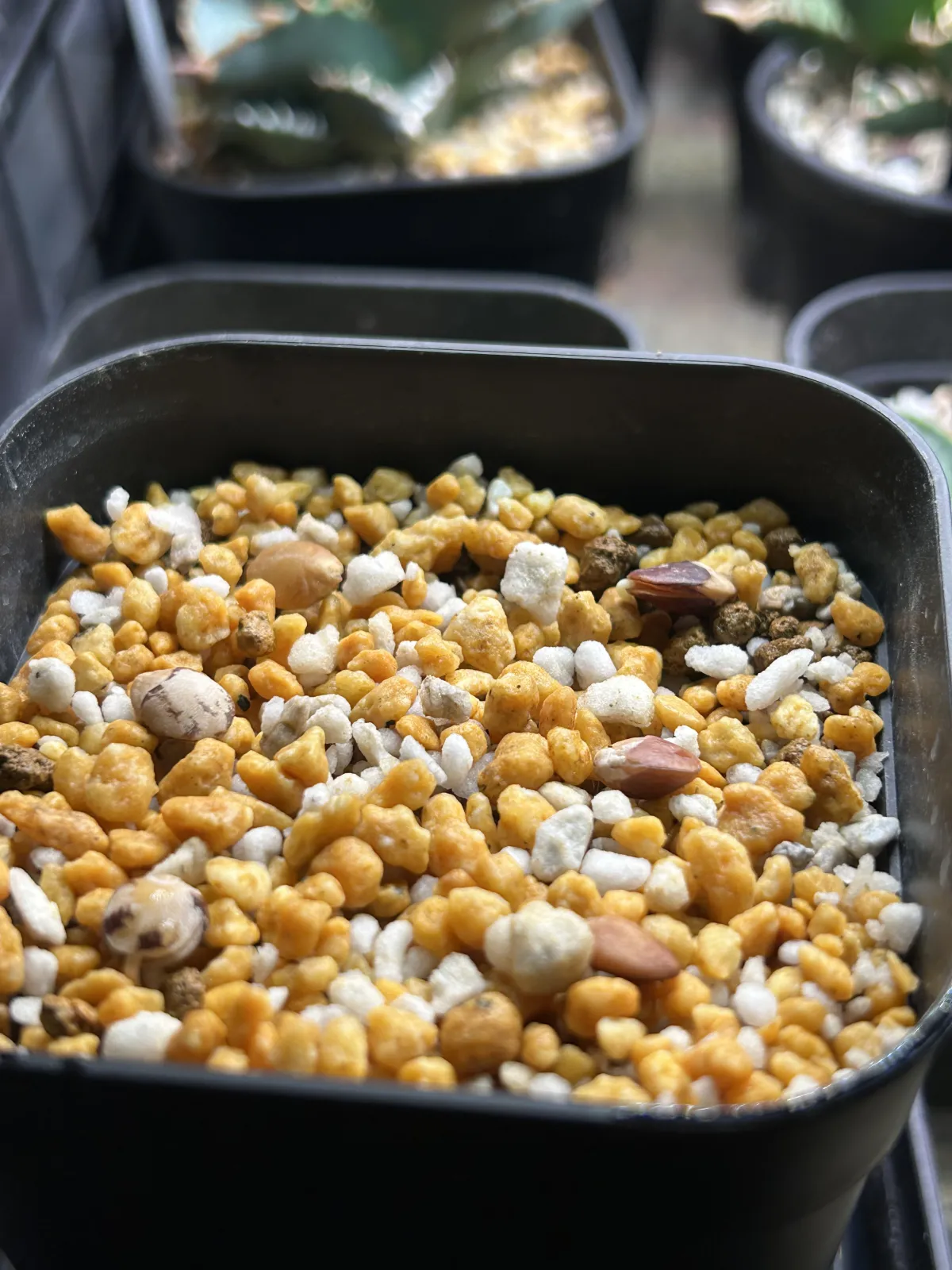 Commiphora monstruosa (コミフォラ モンストローサ)