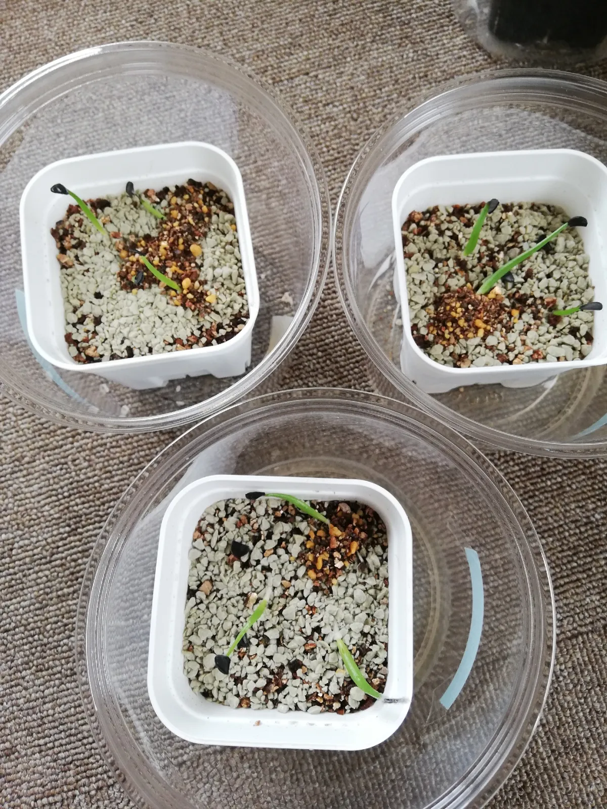 Agave isthmensis (アガベ イシスメンシス)