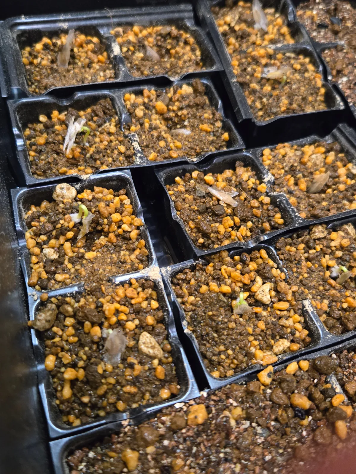 Fouquieria formosa (フォークイエリア フォルモサ)