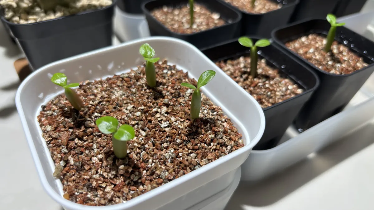 Adenium obesum (アデニウム オベスム)