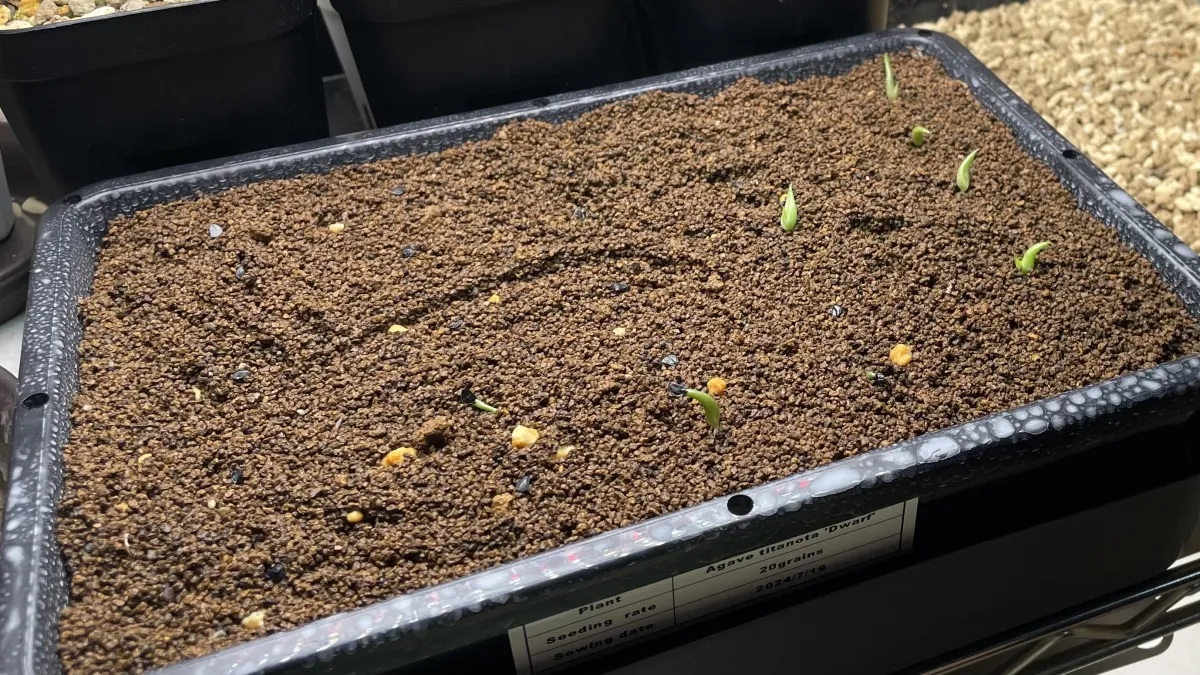 Agave titanota (アガベ チタノタ ドワーフ)