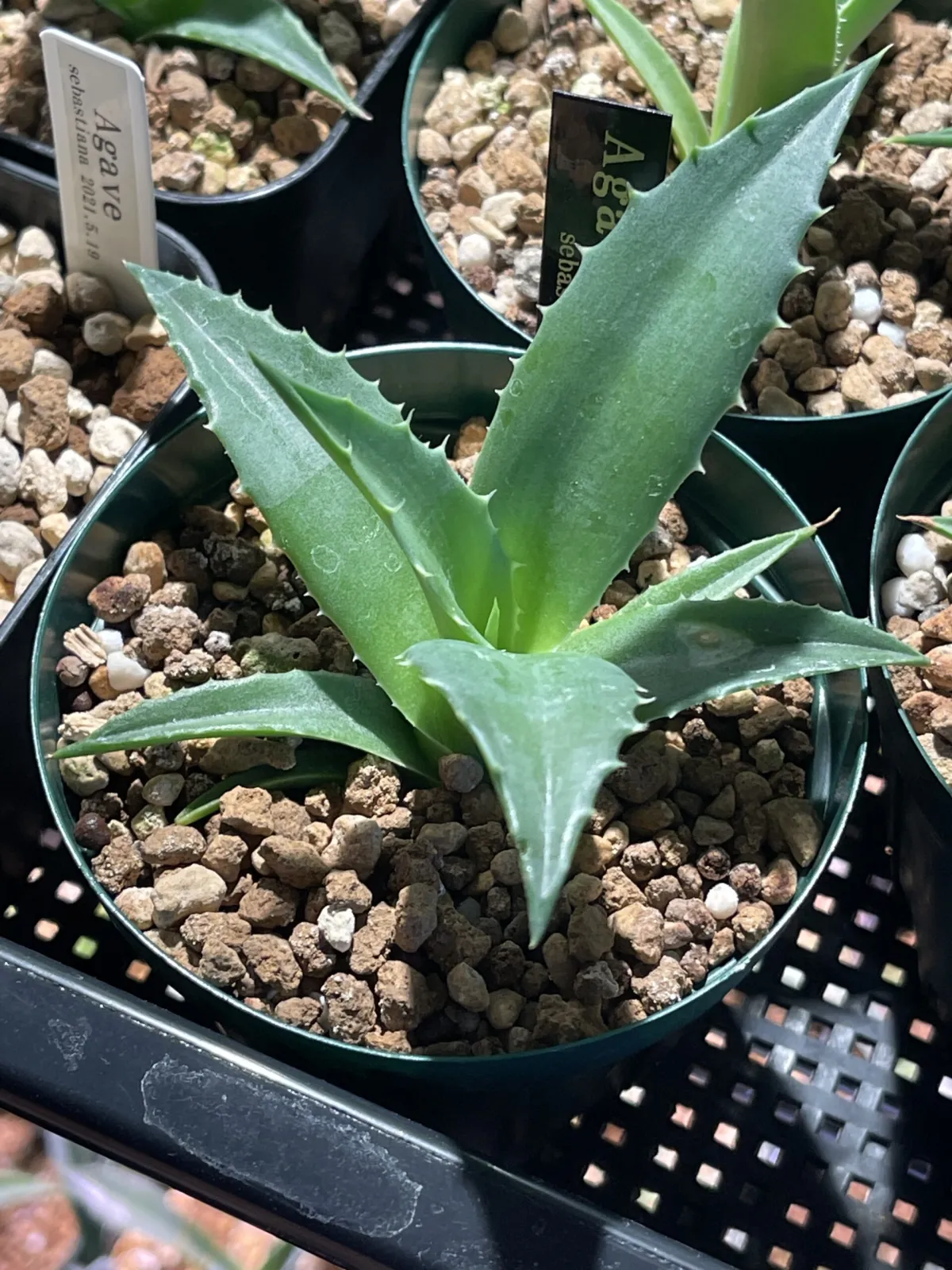 Agave sebastiana (アガベ セバスティアーナ)