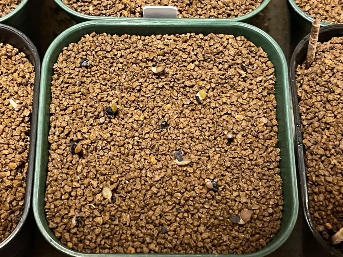 Gasteria carinata var. verrucosa (ガステリア ウェルコーサ)