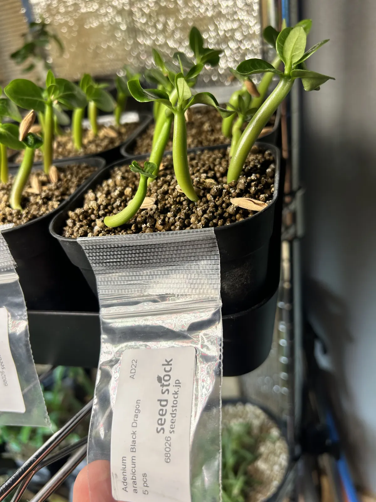 Adenium arabicum 'Black Skin' (アデニウム ブラックドラゴン)