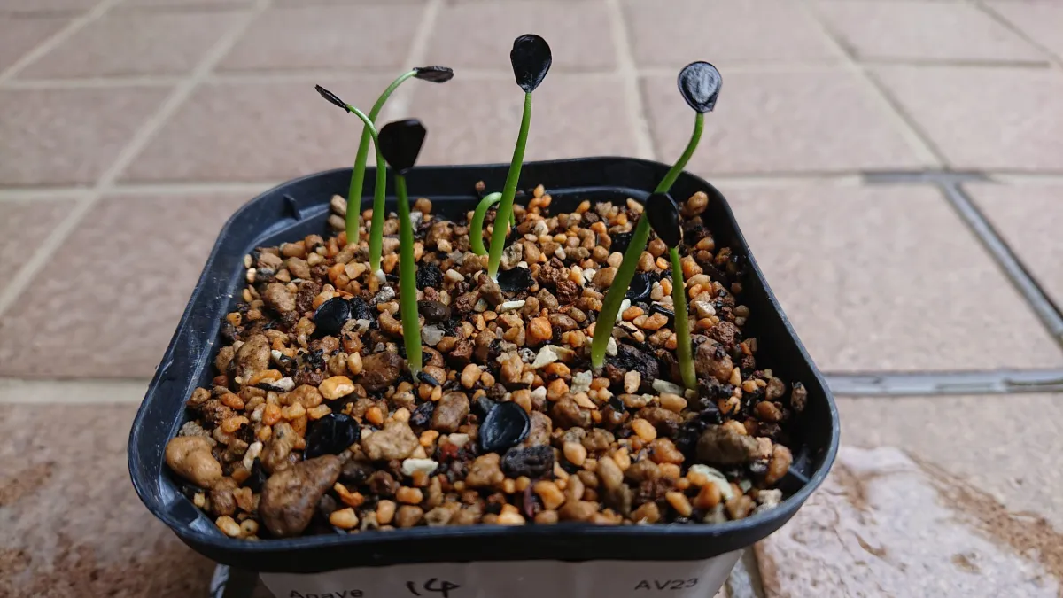 Agave potatorum (アガベ ポタトラム)