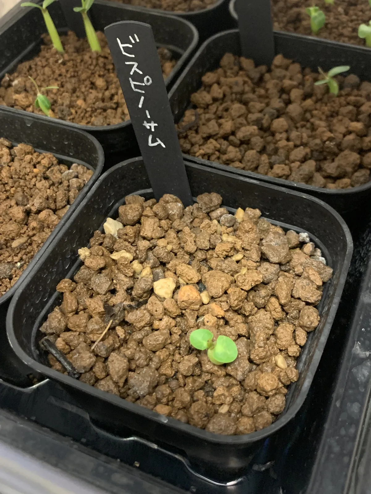 Pachypodium bispinosum (パキポディウム ビスピノーサム)