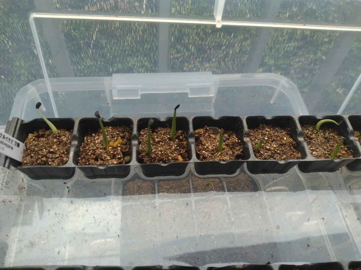 Agave mckelveyana (アガベ マッケルベヤナ)