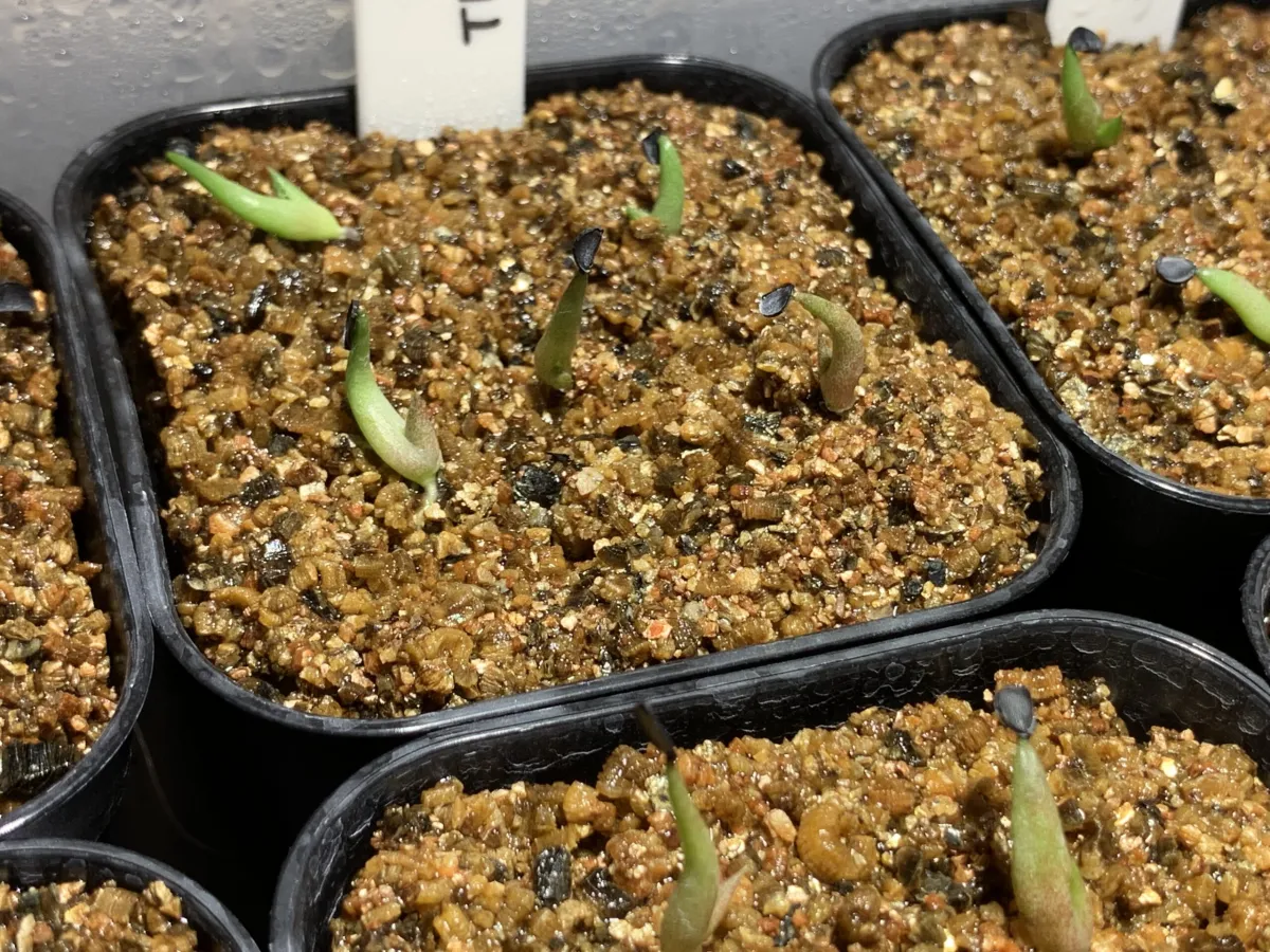 Agave titanota 'Blue' (アガベ チタノタブルー)