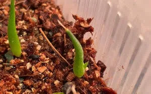 Agave applanata (アガベ アプラナータ 孫悟空)