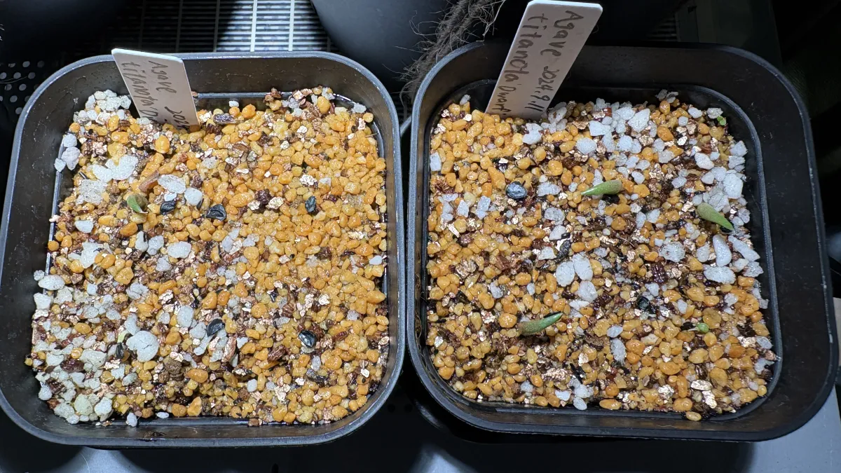 Agave titanota (アガベ チタノタ ドワーフ)