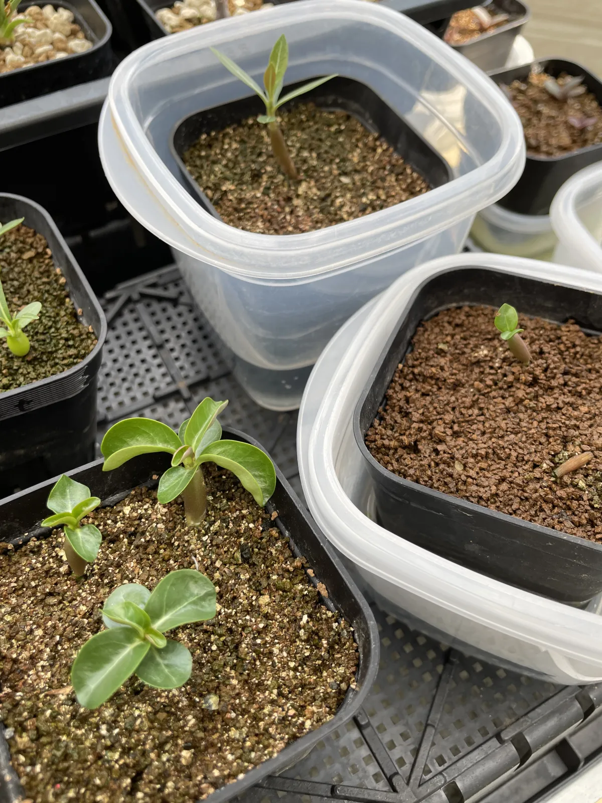 Adenium DHA Medusa (アデニウム DHA Medusa)