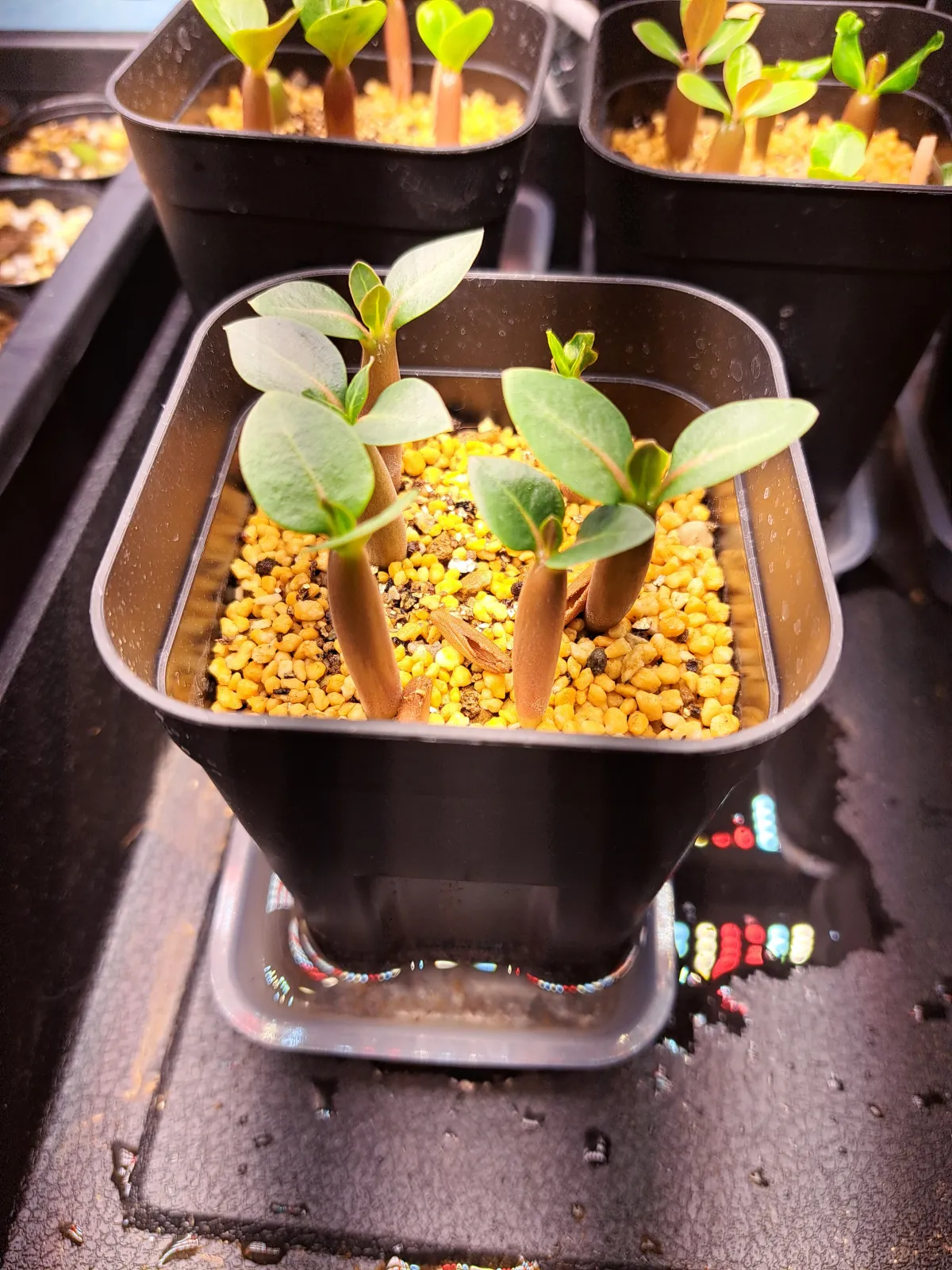 Adenium arabicum Black Stem (アデニウム アラビカム ブラックステム)