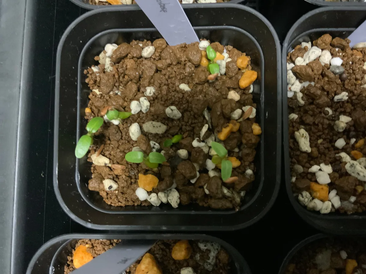 Pachypodium horombense (パキポディウム ホロンベンセ)