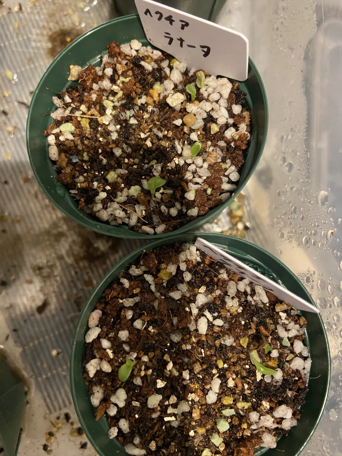 Hechtia lanata (ヘクチア ラナータ)