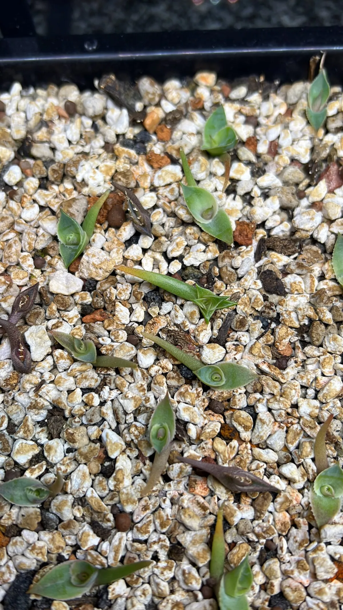 Agave oteroi (アガベ オテロイ)