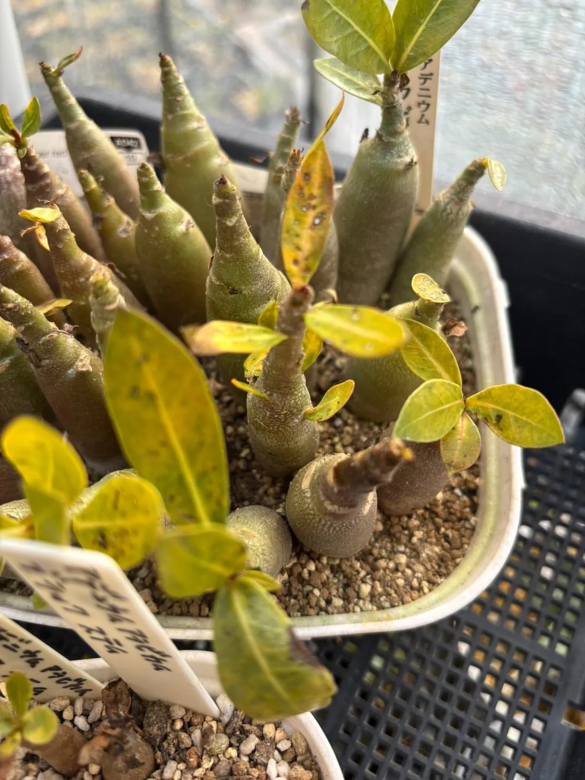 Adenium arabicum (アデニウム アラビカム)