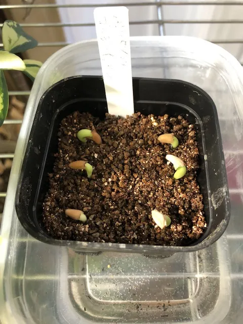 Adenium arabicum 'Godji hybrid' (アデニウム アラビカムゴッジハイブリッド)