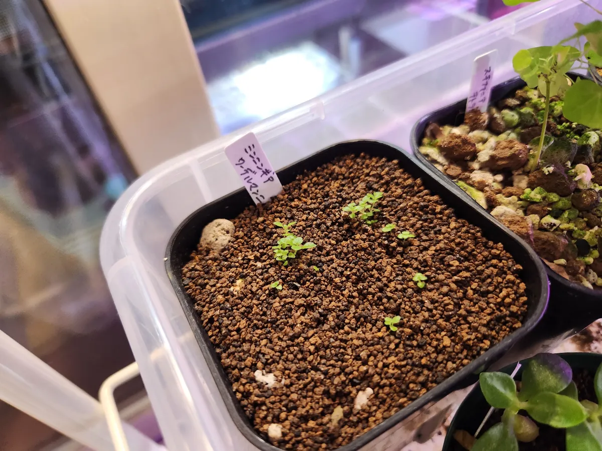 Sinningia werdermannii (シンニンギア ウェルデルマニー)