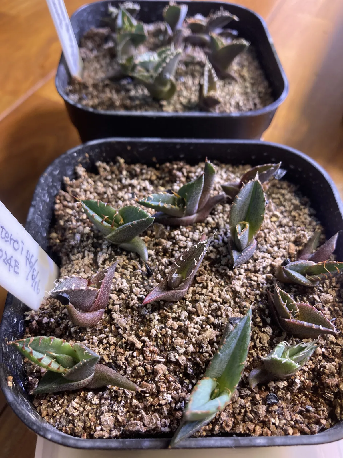 Agave oteroi (アガベ オテロイ)