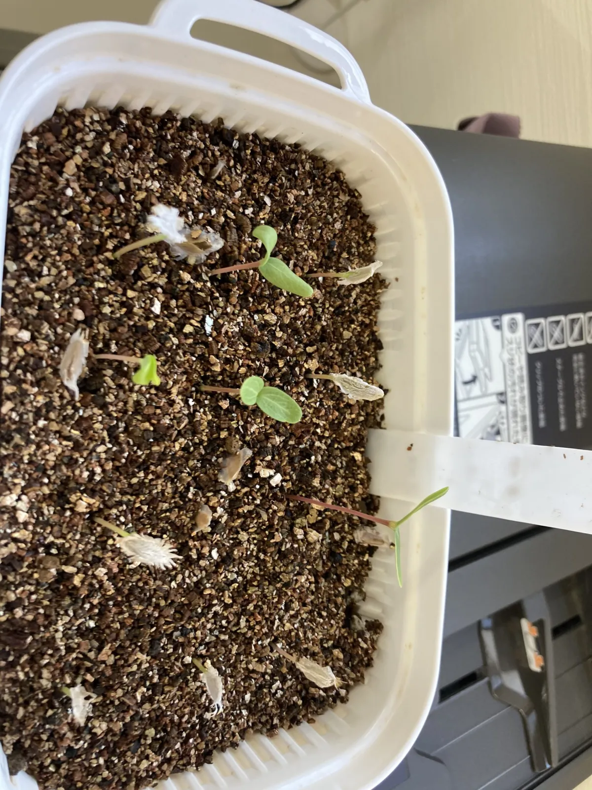 Fouquieria formosa (フォークイエリア フォルモサ)