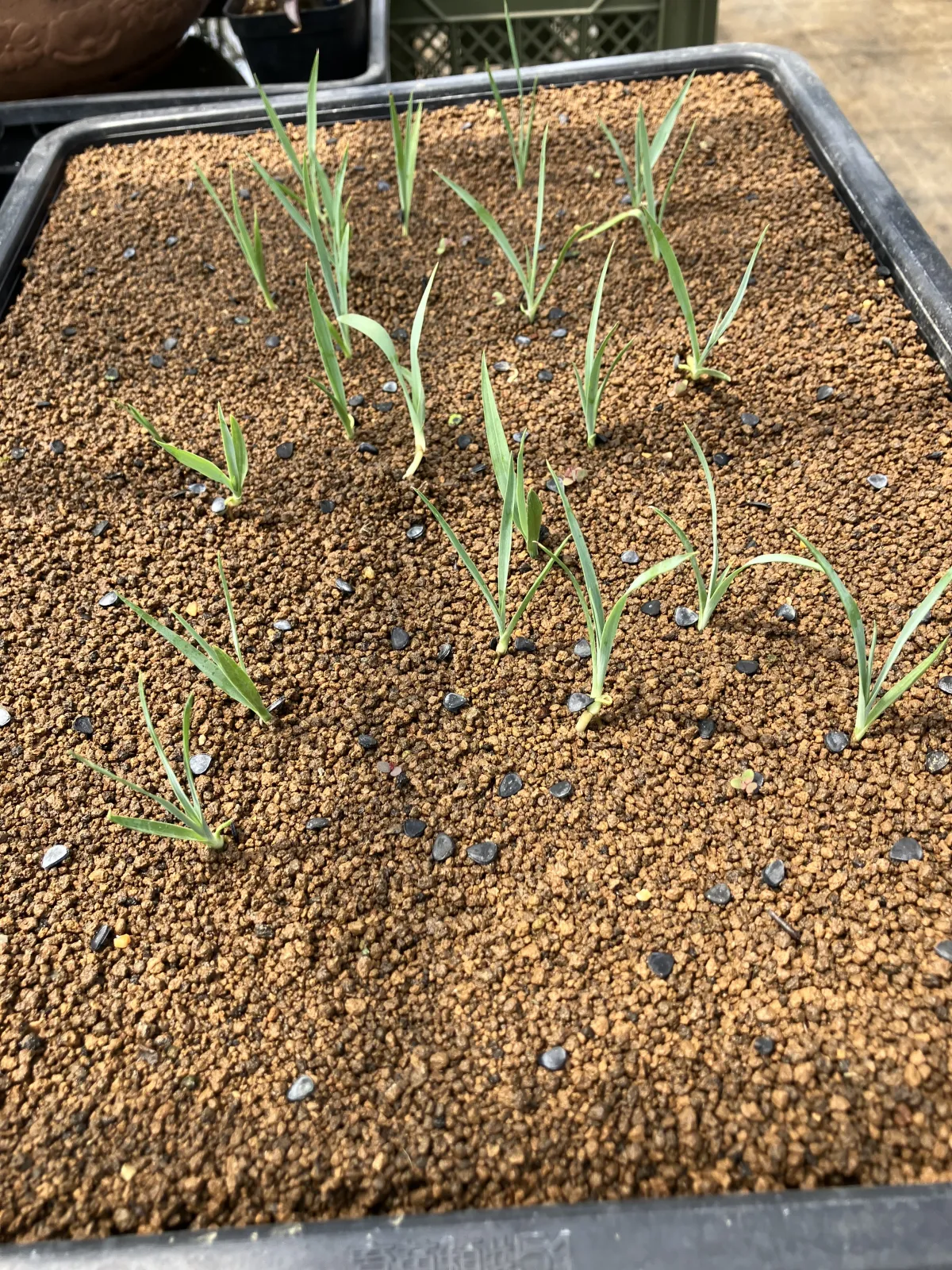 Yucca thompsoniana (ユッカ トンプソニアーナ)