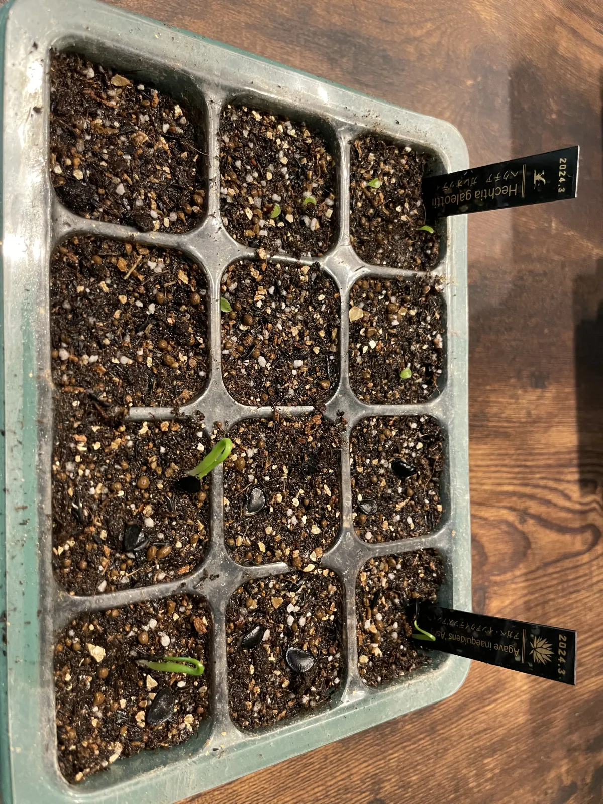 Agave inaequidens 'Ashy White' (アガベ インアクイデンス アッシーホワイト)