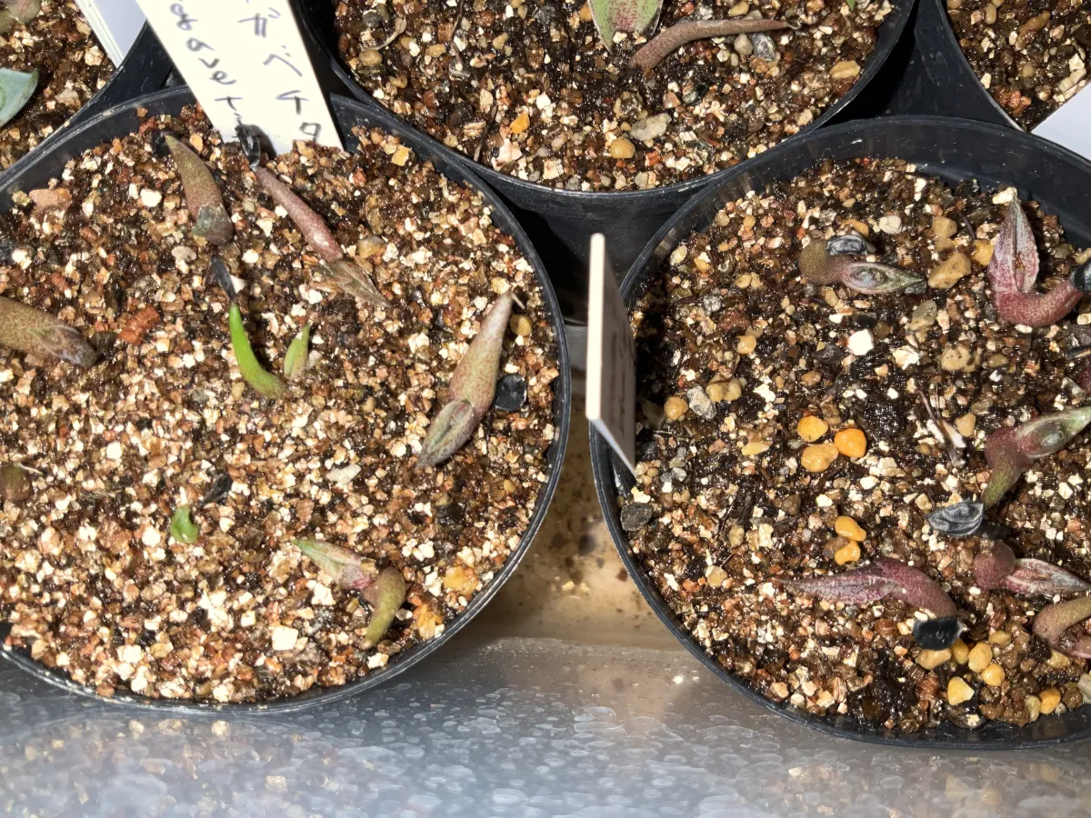 Agave titanota 'Blue' (アガベ チタノタブルー)