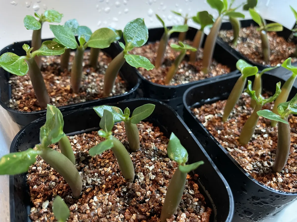 Adenium arabicum Black Stem (アデニウム アラビカム ブラックステム)