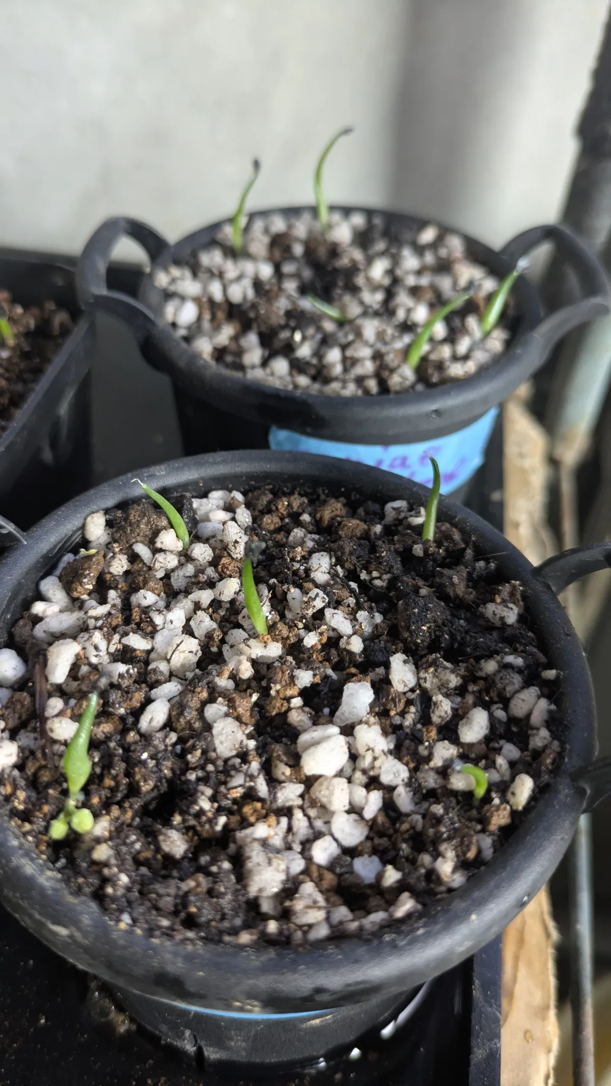 Agave garciae-mendozae (アガベ ガルシアメンドーサ)