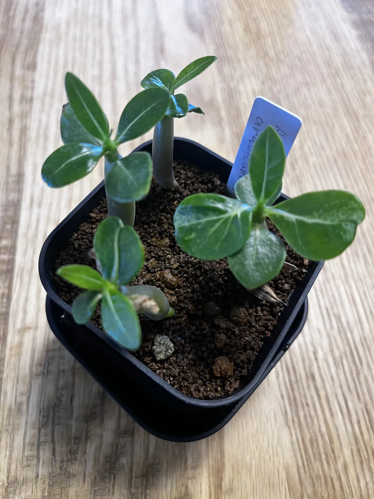 Adenium arabicum (アデニウム アラビカム)